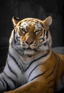 Medium shot of Tiger