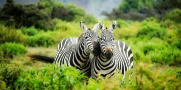Zebras in Safari